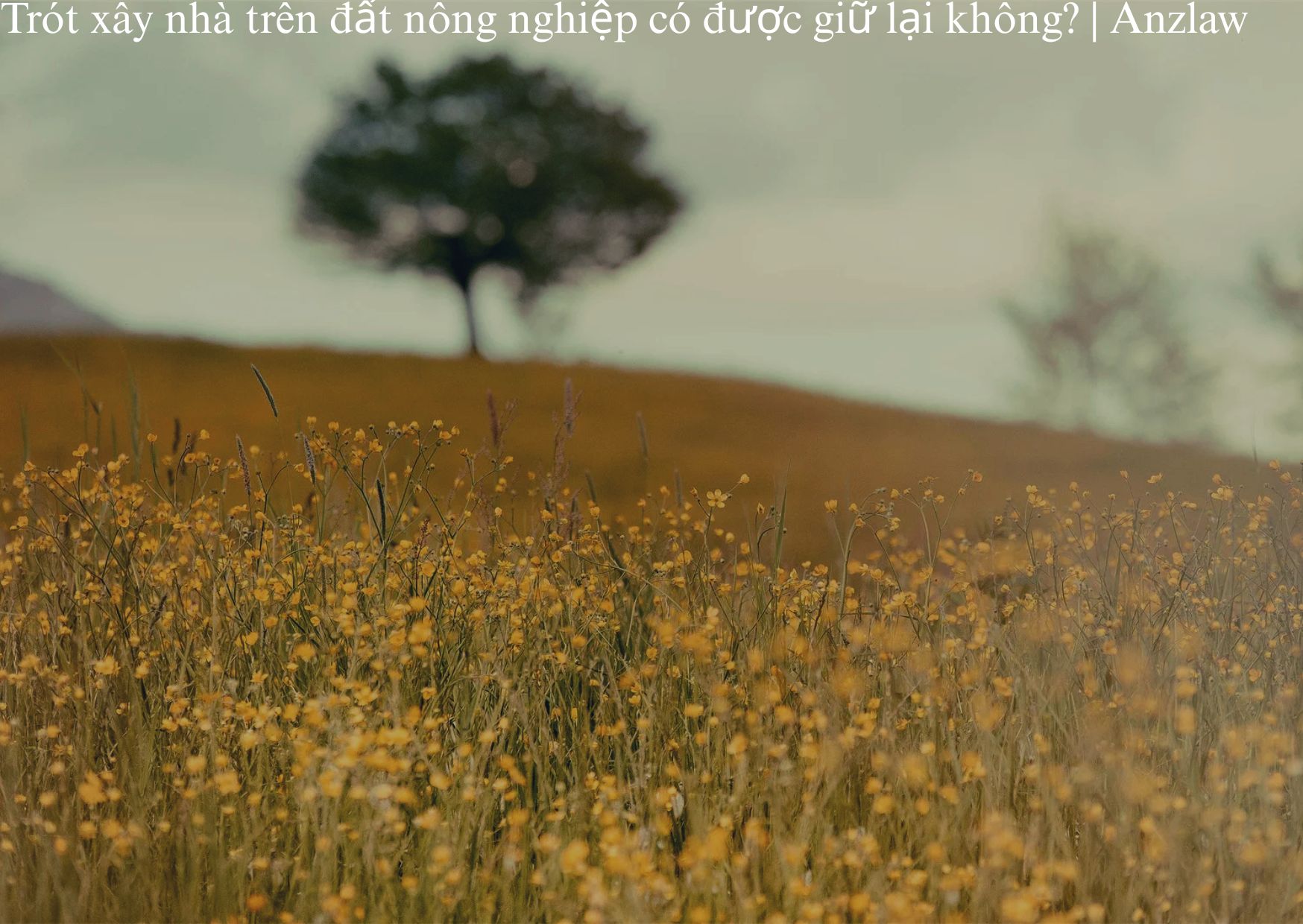 Trót xây nhà trên đất nông nghiệp có được giữ lại không? | ảnh minh họa